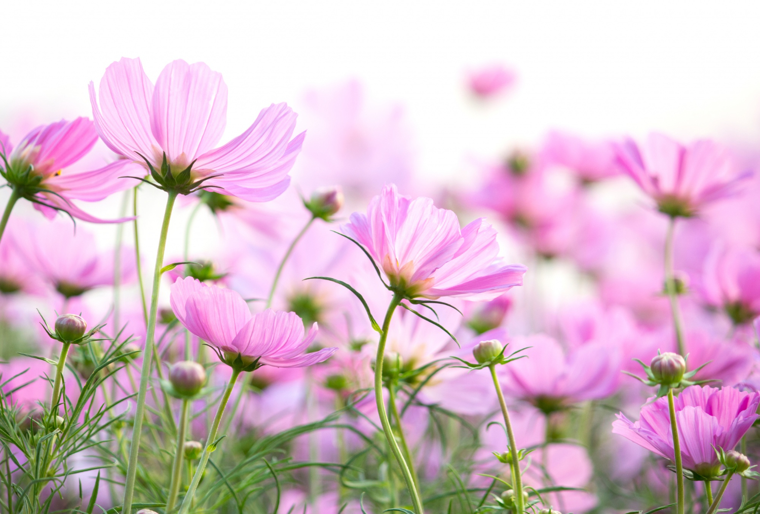 cosmos-flowers-isolated-white-background